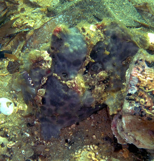 Frogfish spotfin - Antennarius nummifer K37