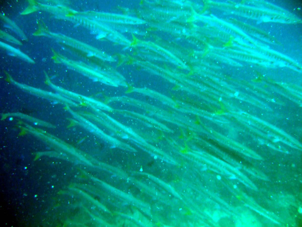 Barracuda yellowtail - sphyraena flavicauda