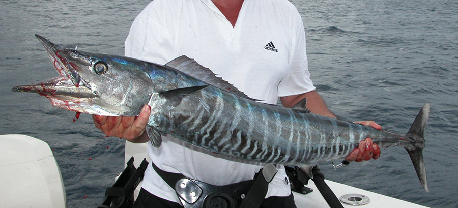 Wahoo - Acanthocybium solandri - photo Martin Visagie