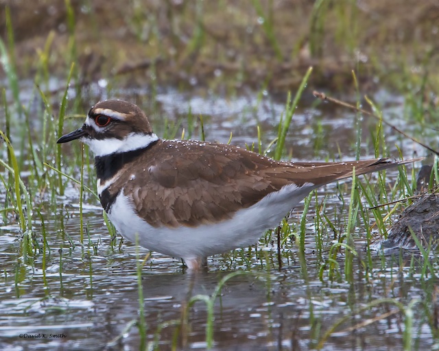 Kildeer Turnbull Wildlife Refuge