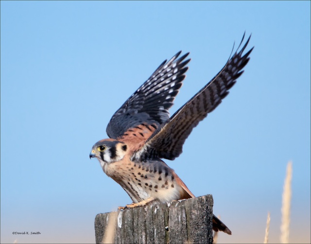 Kestrel, West of Spokane