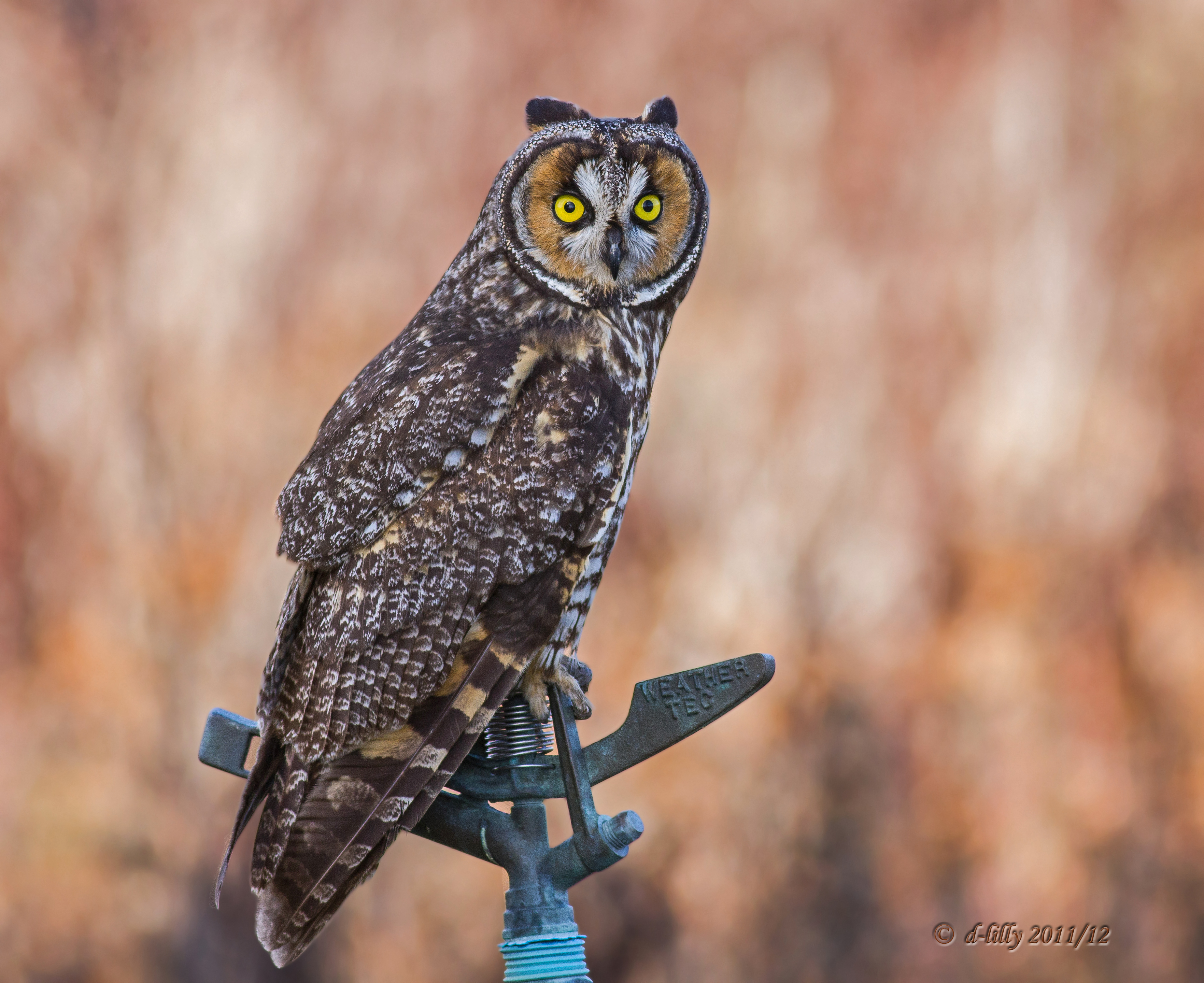 long-eared owl