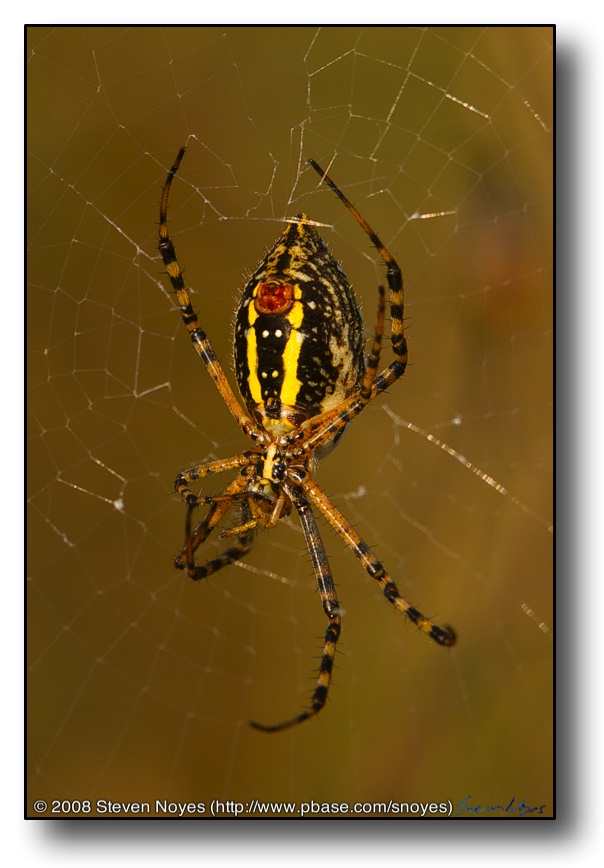 A Spider in the Web : Cherry Valley, IL : Swanson Park