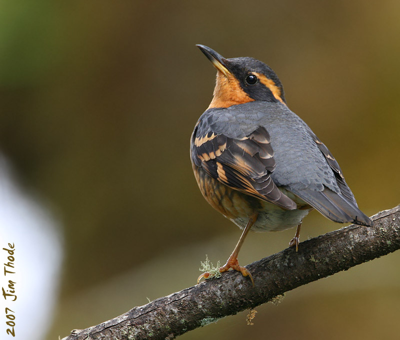 Varied Thrush