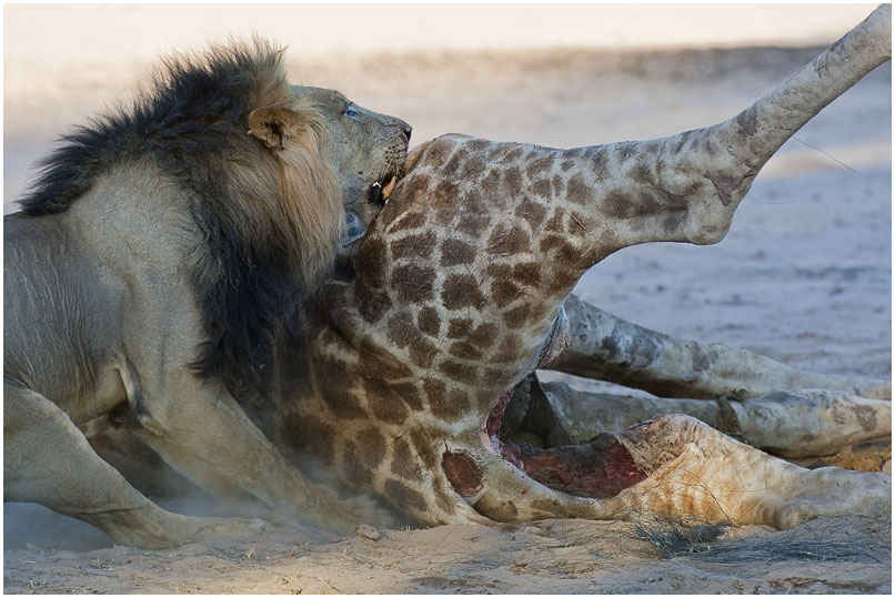 Male lion on giraffe kill at Dalkeith
