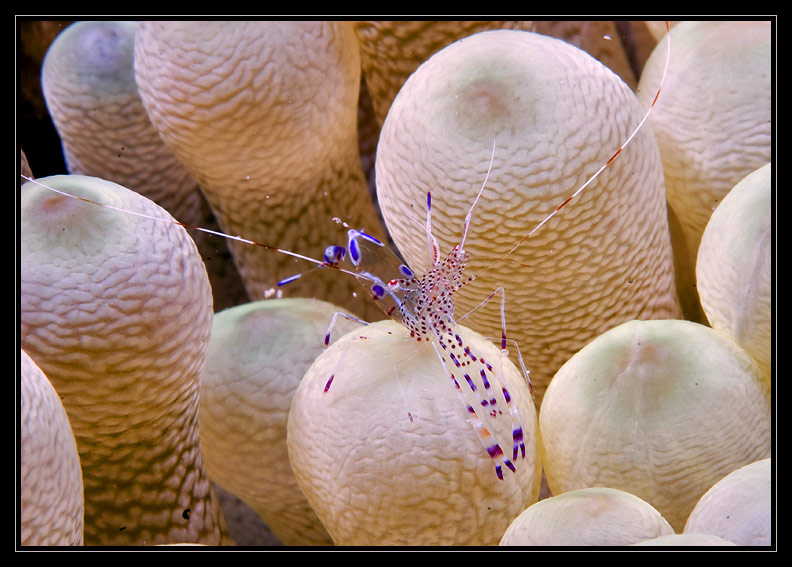 Anemone and Cleaner Shrimp