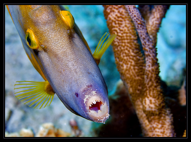 Whitespotted Filefish