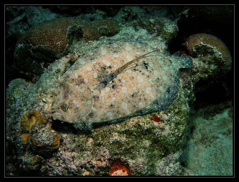 Peacock Flounder