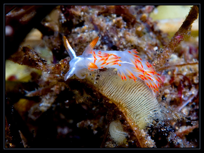 Flabellina trilineata