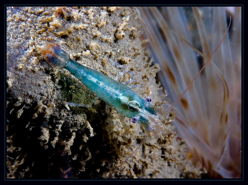 Tourquoise Shrimp