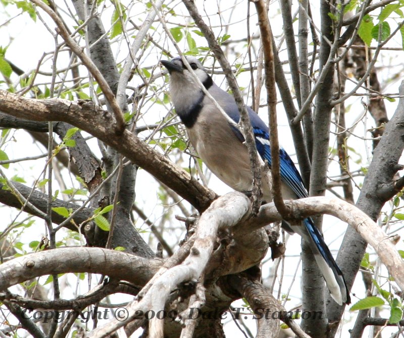 Blue Jay - IMG_6196.JPG