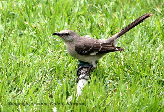 Mockingbird - IMG_6908.JPG