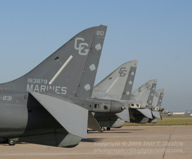 Harrier Tail Feathers - IMG_2651.JPG