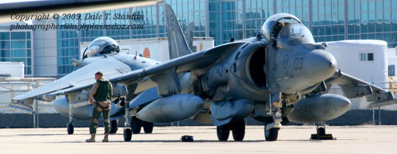 Harriers - IMG_2755.JPG