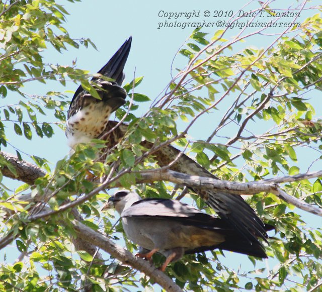 Feeding Time - IMG_5029.JPG