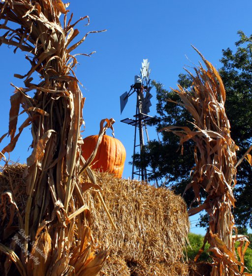 Harvest - IMG_8059.JPG
