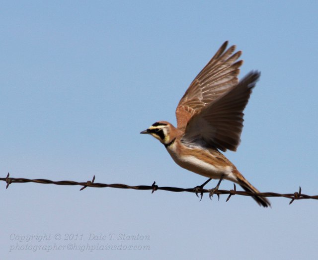 Horned Lark - IMG_0542.JPG