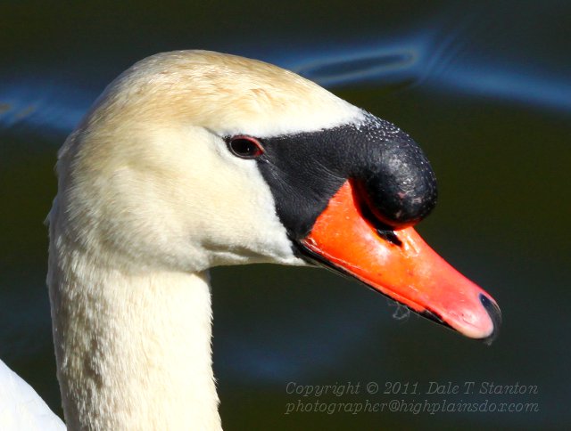 Mute Swan - IMG_0420.JPG