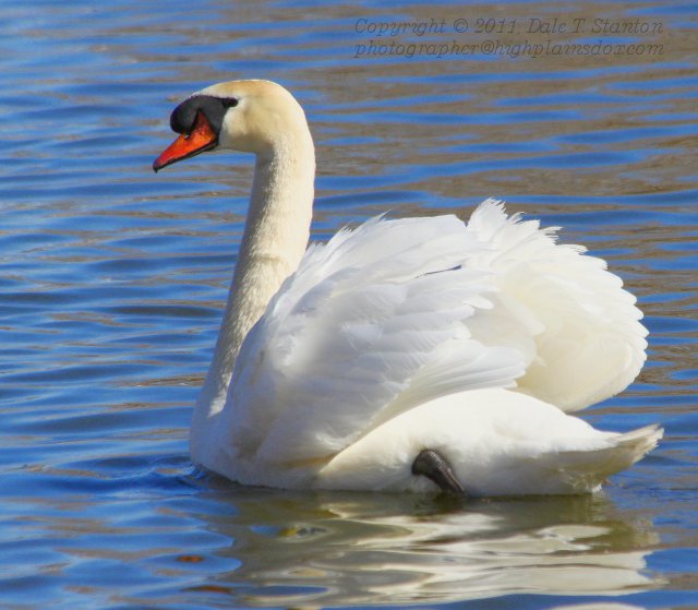 Mute Swan - IMG_0384.JPG