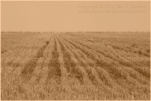 Field - IMG_0523.JPG