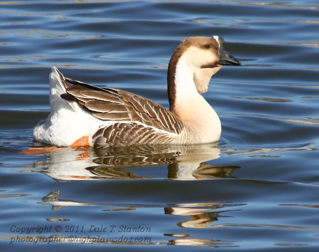 Chinese Goose - IMG_0408.JPG