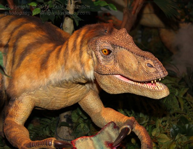 Velociraptor - IMG_0607.JPG