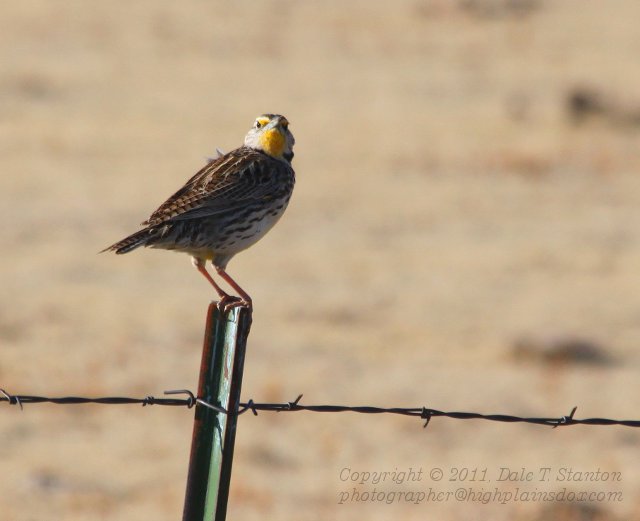 Meadowlark - IMG_0596.JPG