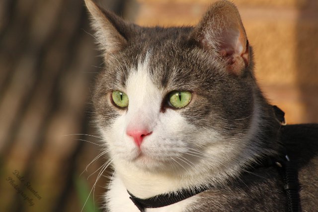 Buster - IMG_0896.JPG