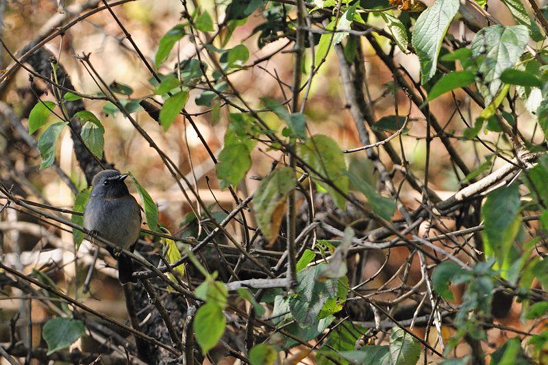 Rufous-gorgeted Flycatcher