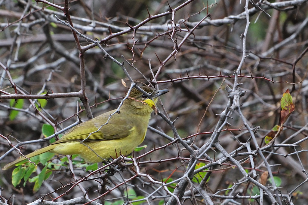 Yellow-bellied Bulbul