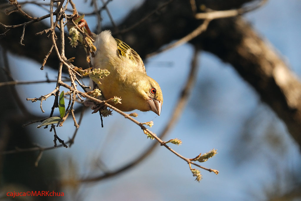 Spotted-backed Weaver