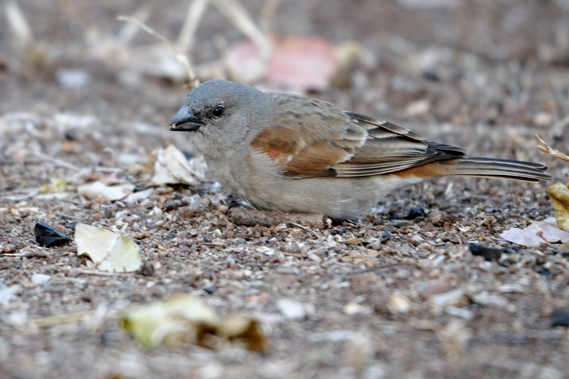 Grey-headed Sparrow