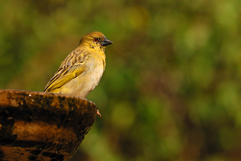 Southern Masked Weaver