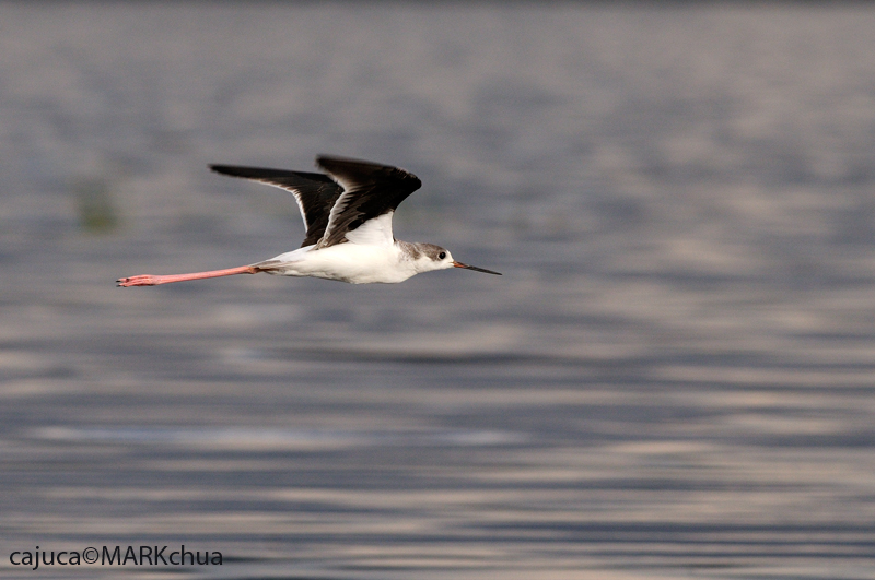 Black-winged Stilt (Himantopus himantopus)