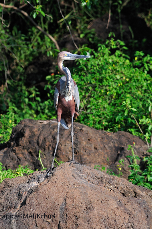 Goliath Heron (Ardea goliath)