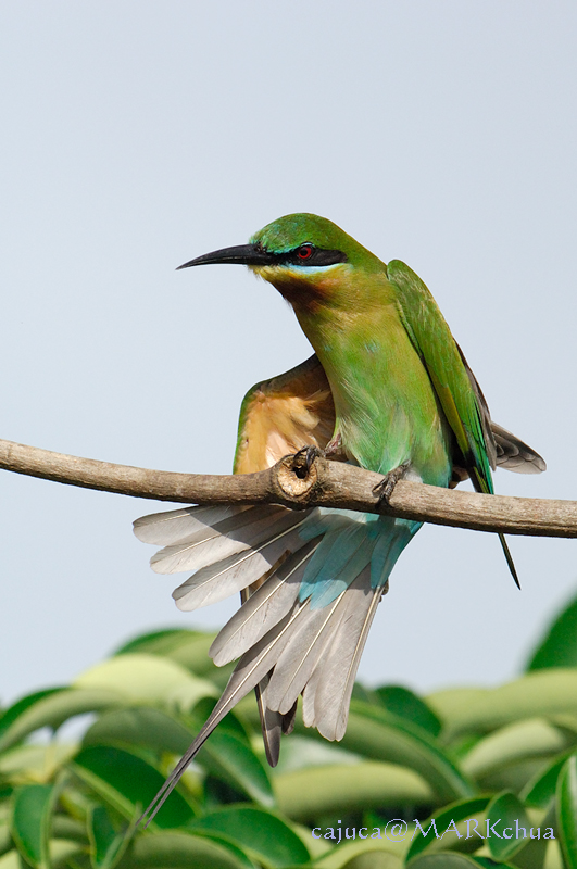Blue-tailed Bee-Eater