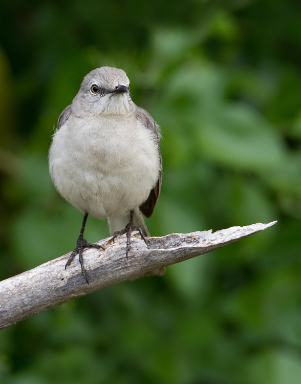 Northern mockingbird / Spotlijster