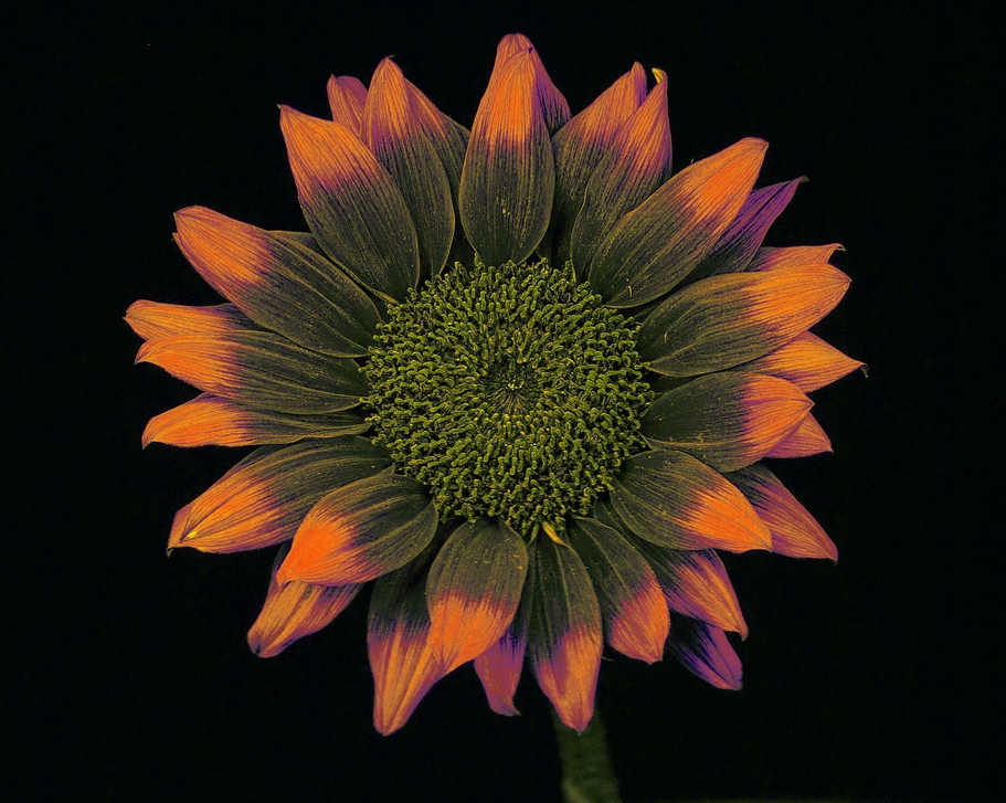 Resize of _DSC1007.jpg