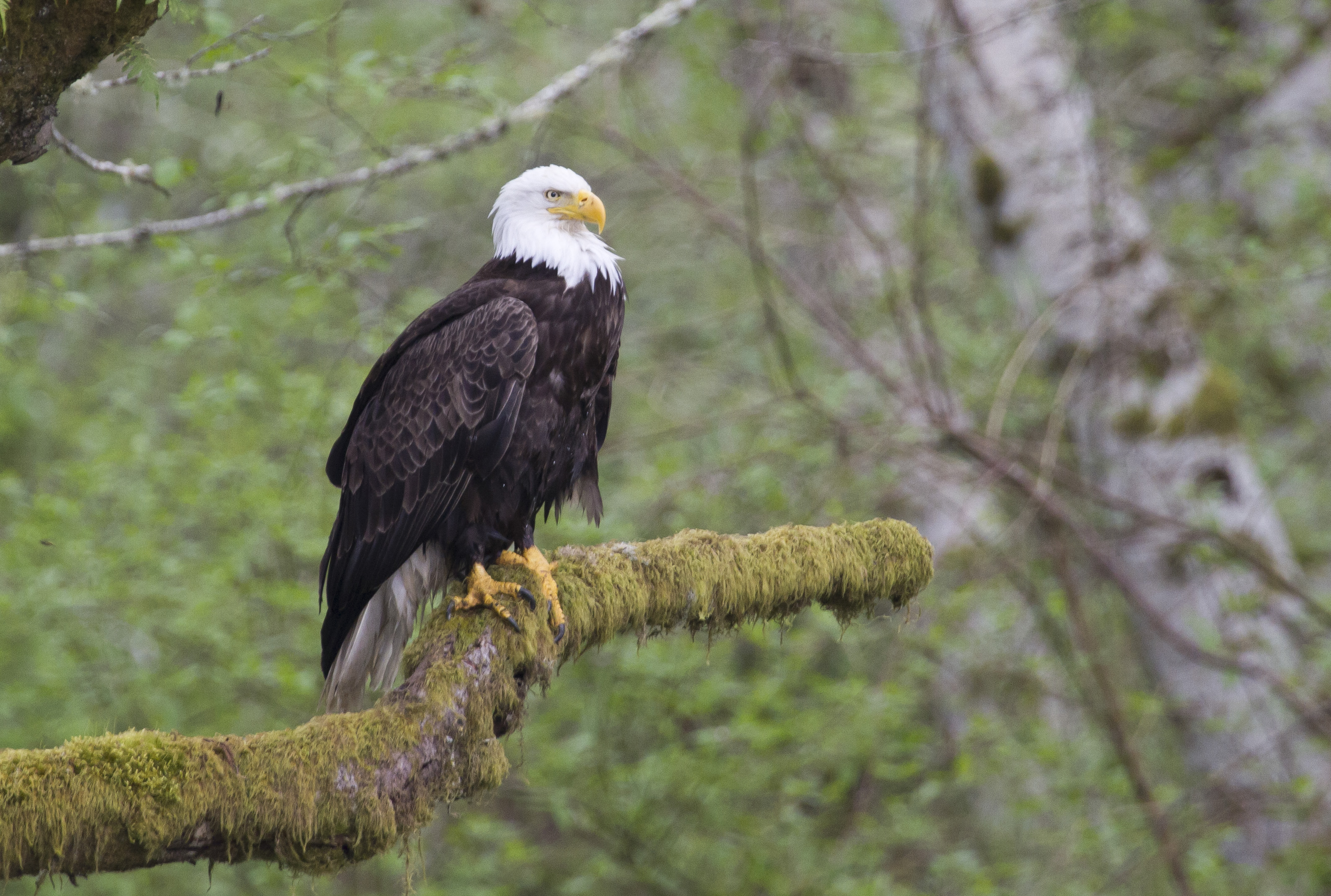 Bald Eagle