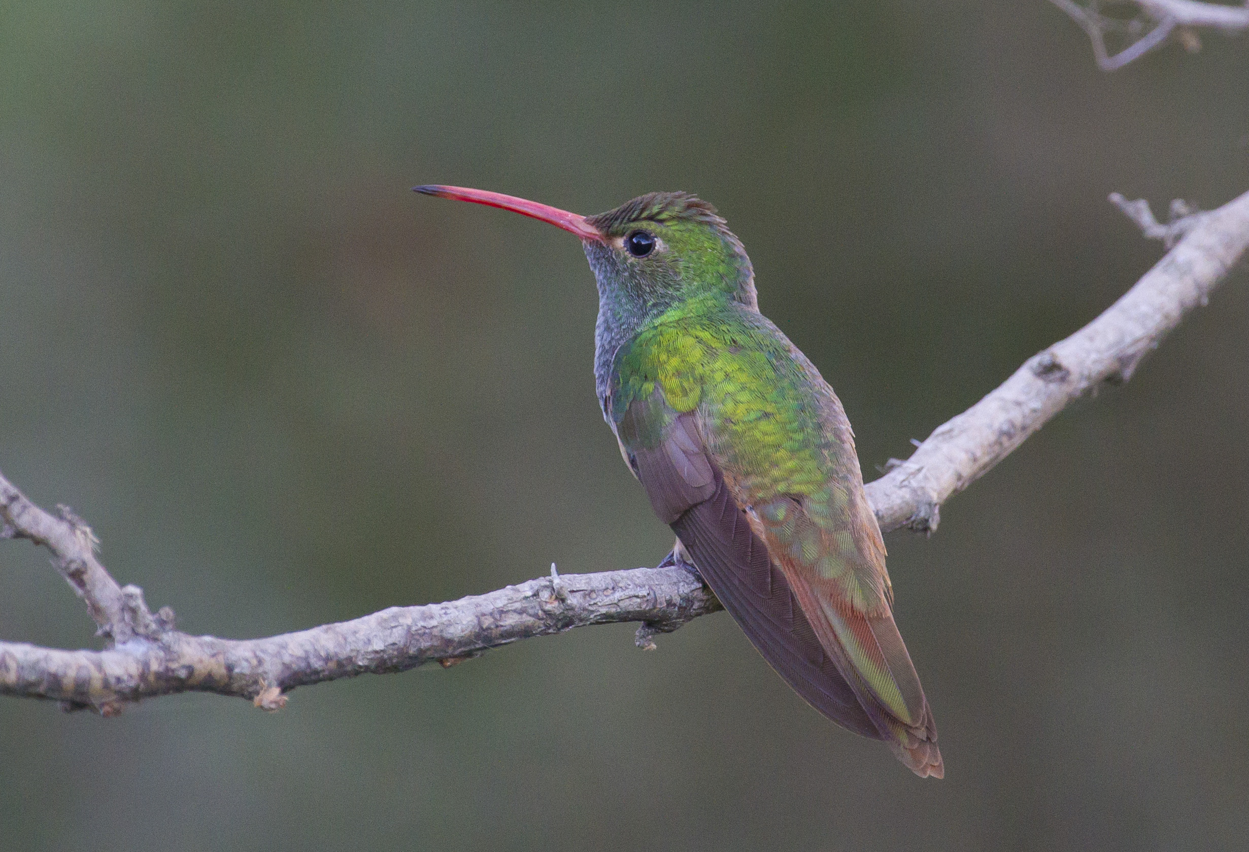 Buff-bellied Hummingbird