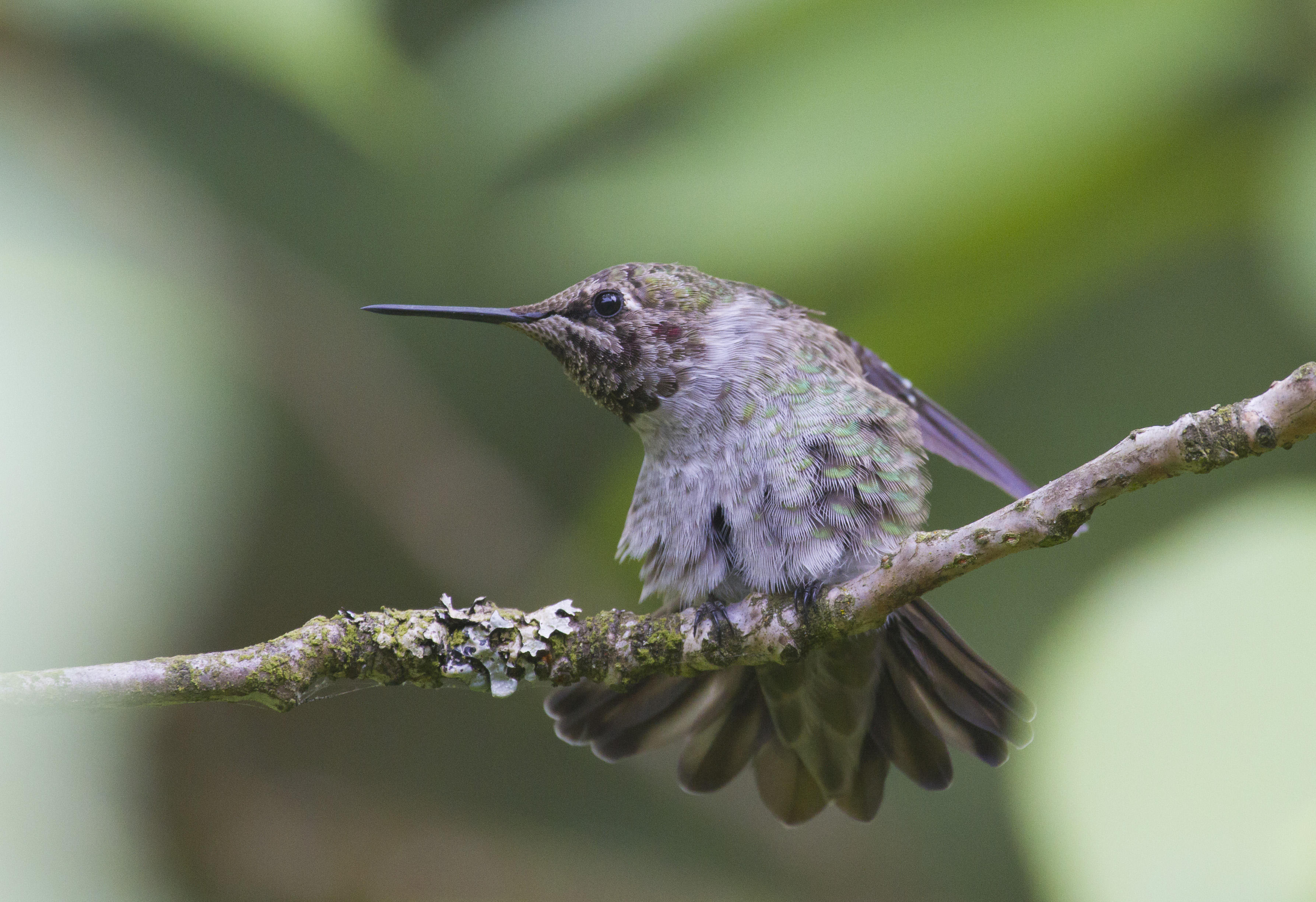 Annas Hummingbird