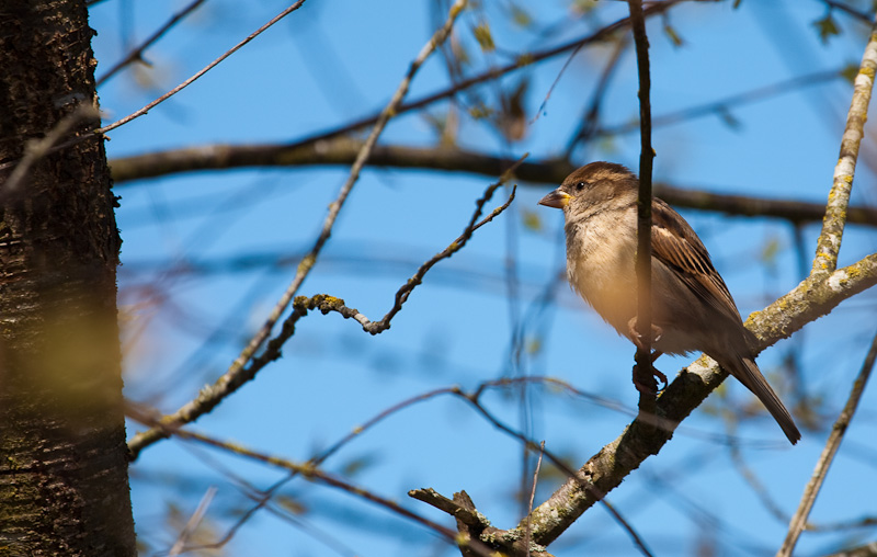 House Sparrow