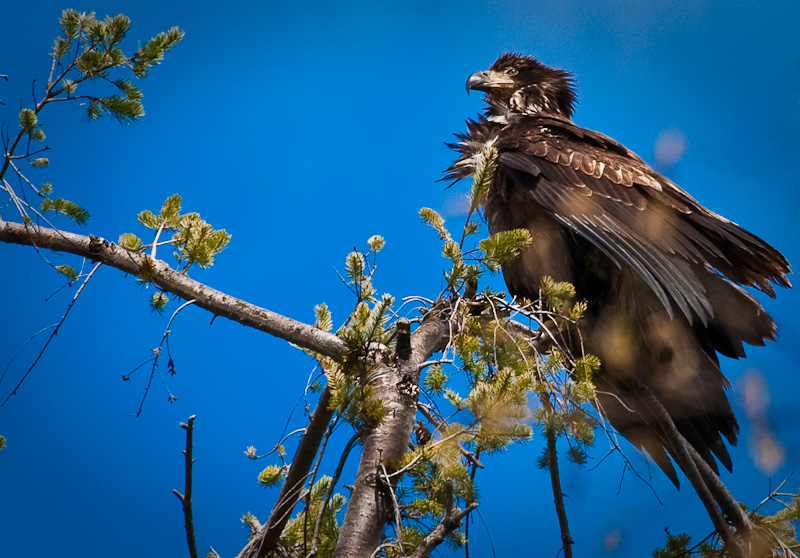 Juvenile Bald Eagle