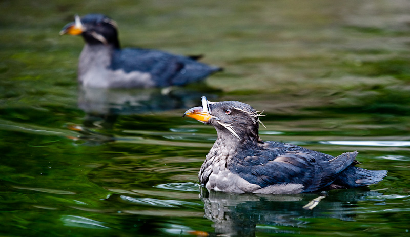 Rhinoceros Auklets, Oregon Coast Aquarium
