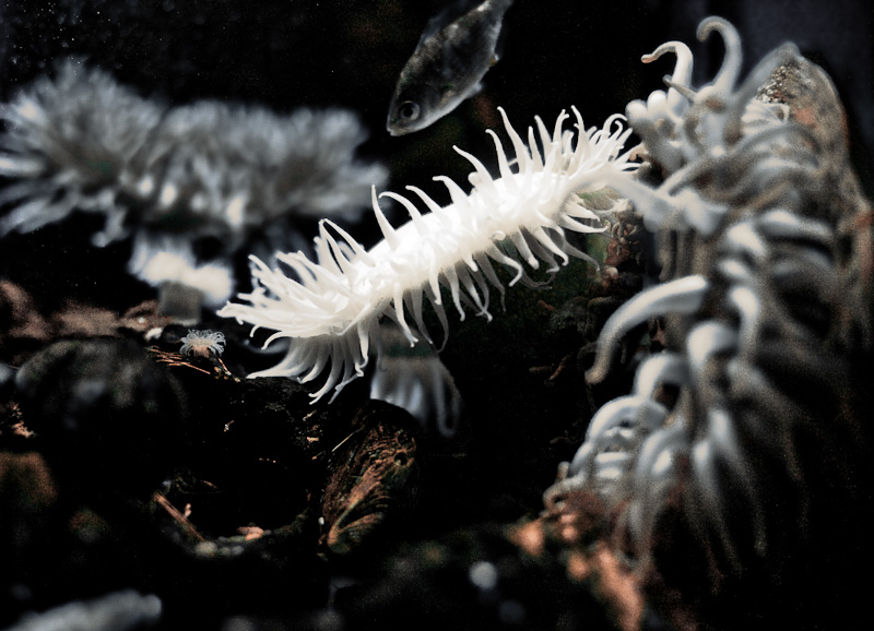 Sea anemone
