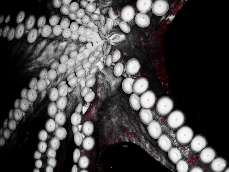 Suction cups show, octupus, Oregon Coast Aquarium