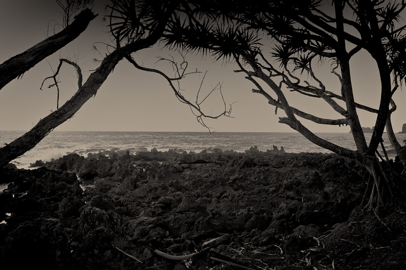 Trees on lava beach, Maui, Hawaii