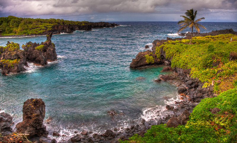 A palm tree, Wainapanapa State Park, Maui, Hawaii