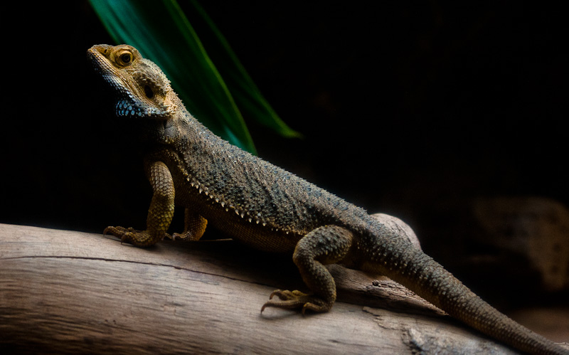 Lizard