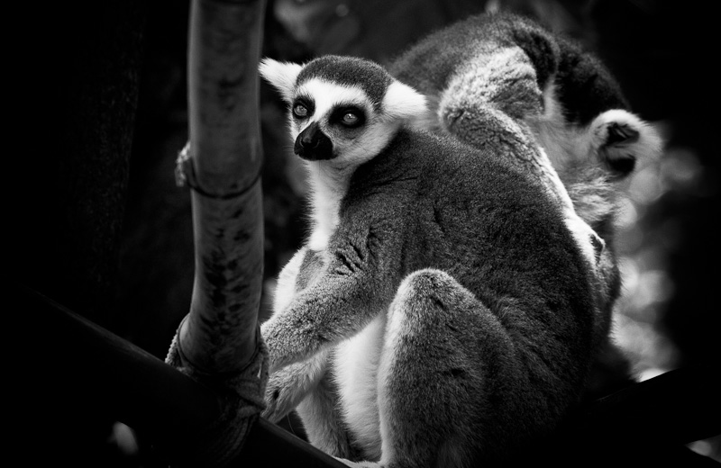 Ring-tailed Lemur